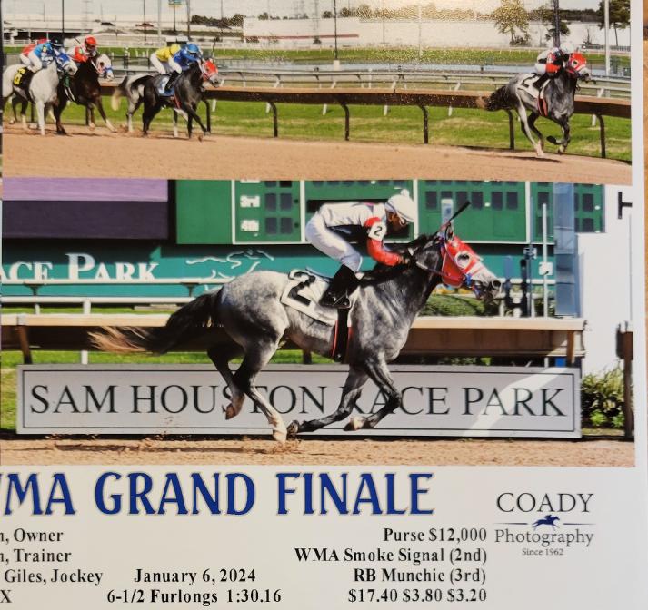 ARABIAN HORSES FOR SALE, SAN ANTONIO TEXAS AREA